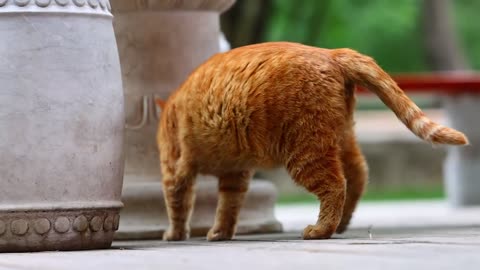 The fattest orange cat - dragged up that rich and oily belly and lay down with difficulty