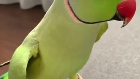 This parrot can speak different languages