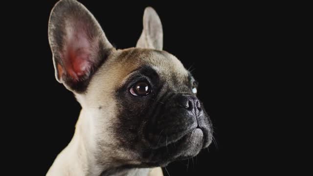 Studio Shot Of French Bulldog Puppy Licking Lips Against Black Background