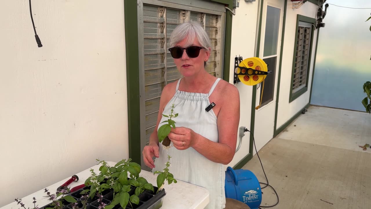 Cloning my Basil Plants