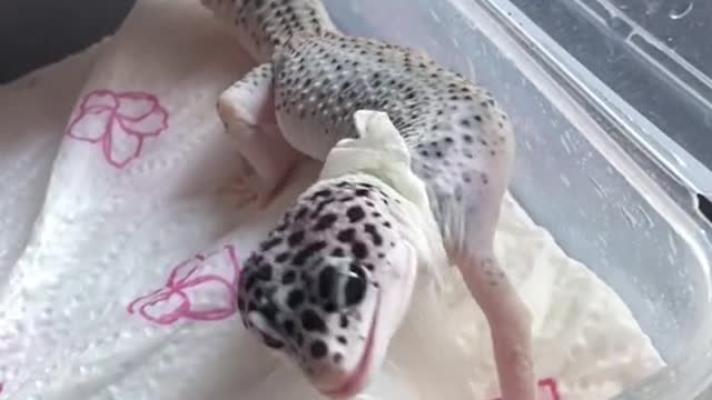 Lagarto alegre
