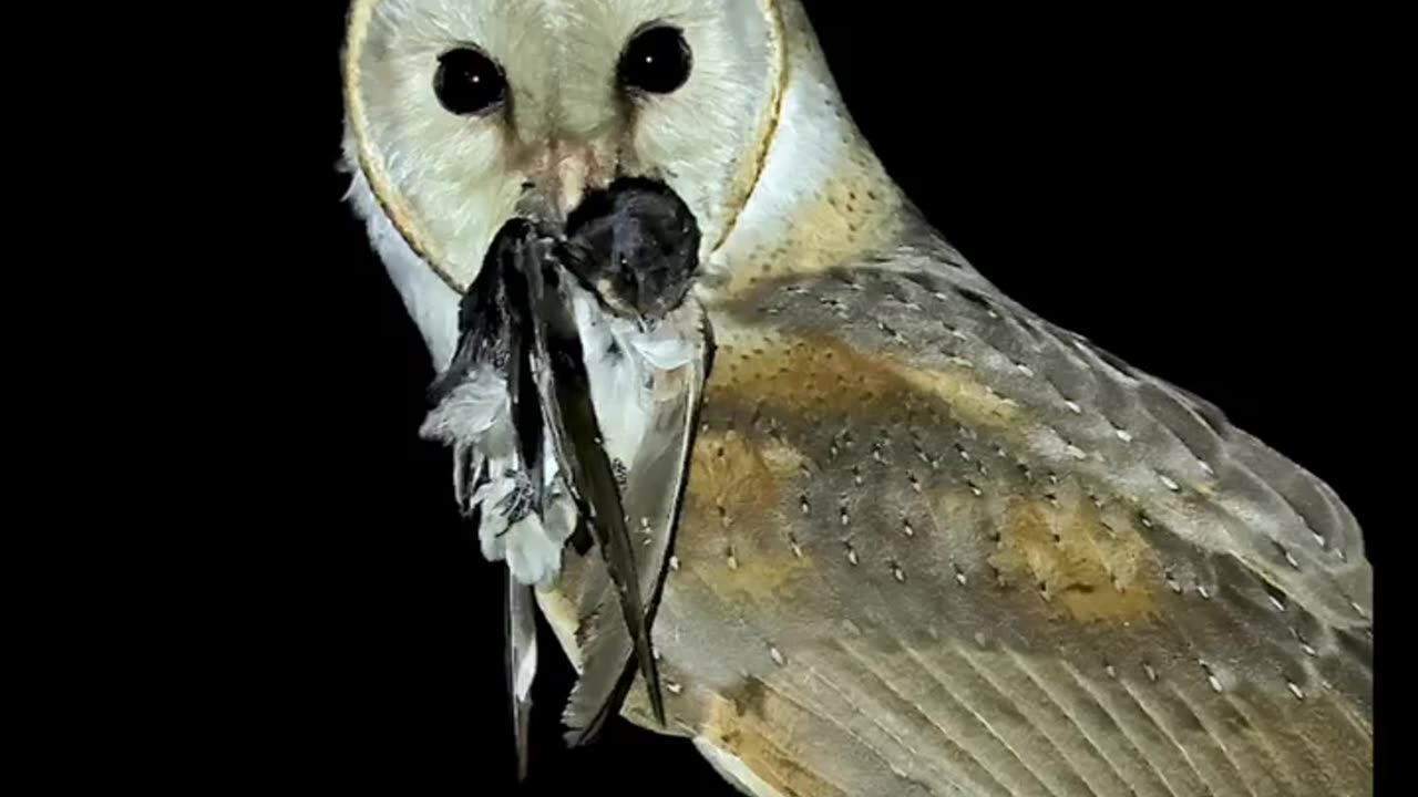 Owl,