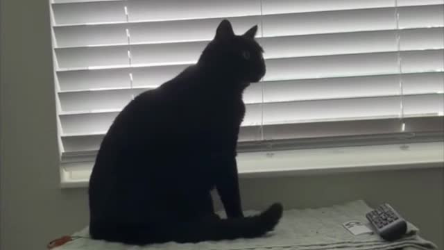 Adopting a Cat from a Shelter Vlog - Precious Piper Peeking Through Blinds #shorts