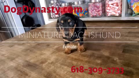 Miniature Dachshunds Black and Tan Female