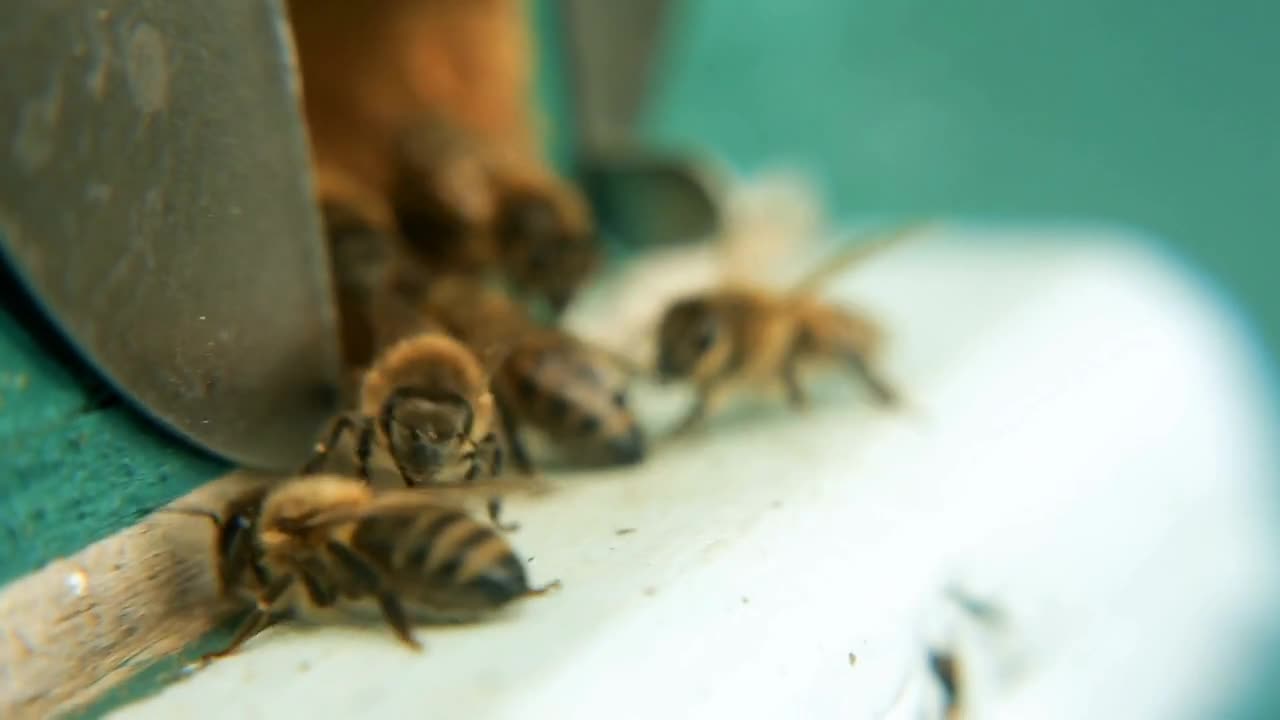 Entrance to the hive, hole. The bees fly in with nectar and pollen, land and fly away into the field