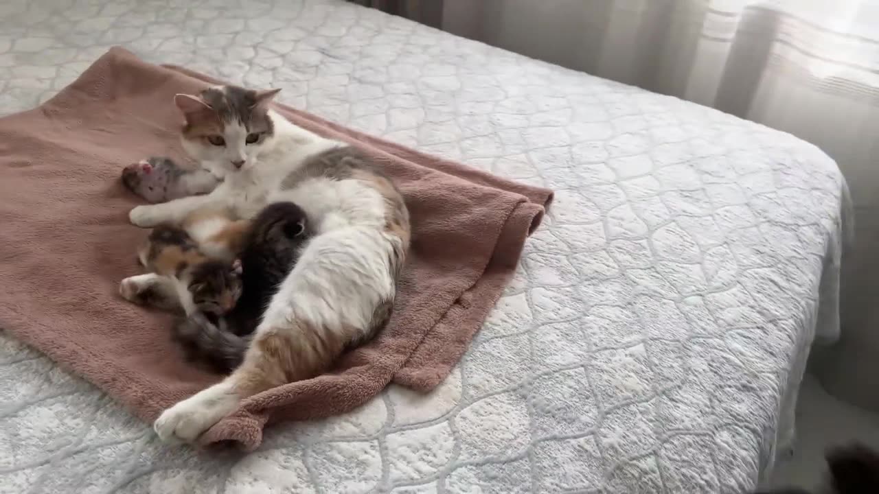 German Shepherd Puppy Meets Mom Cat with Newborn Kittens for the First Time