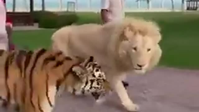 lion 🦁 vs tiger 🐯 video