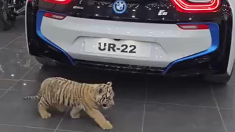 Cute tiger cub
