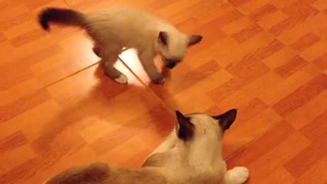 Funniest cat playing with its young