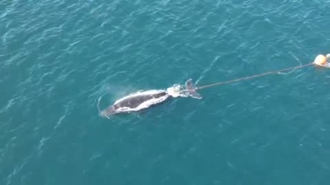 Whale tangled in fishing debris freed in Sydney Harbour