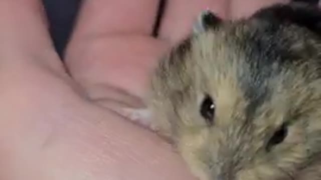 cute baby hamster and very smal