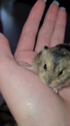 cute baby hamster and very smal