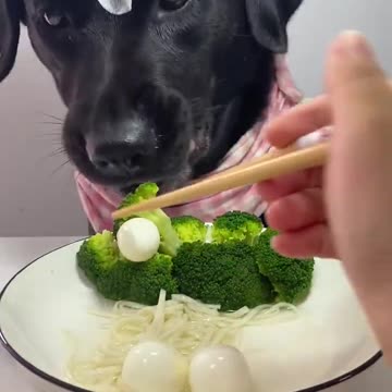 Aunts, I’m here to eat noodles again. Look at my CD Labrador in a second. Adorable pet debut plan.