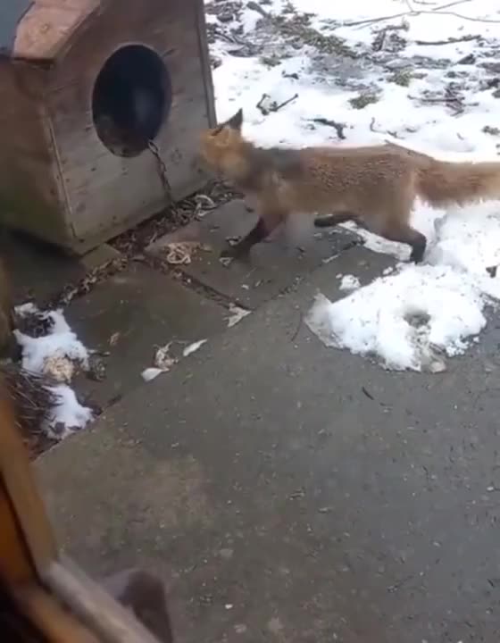 Wild fox try to attacks a Baby Dog
