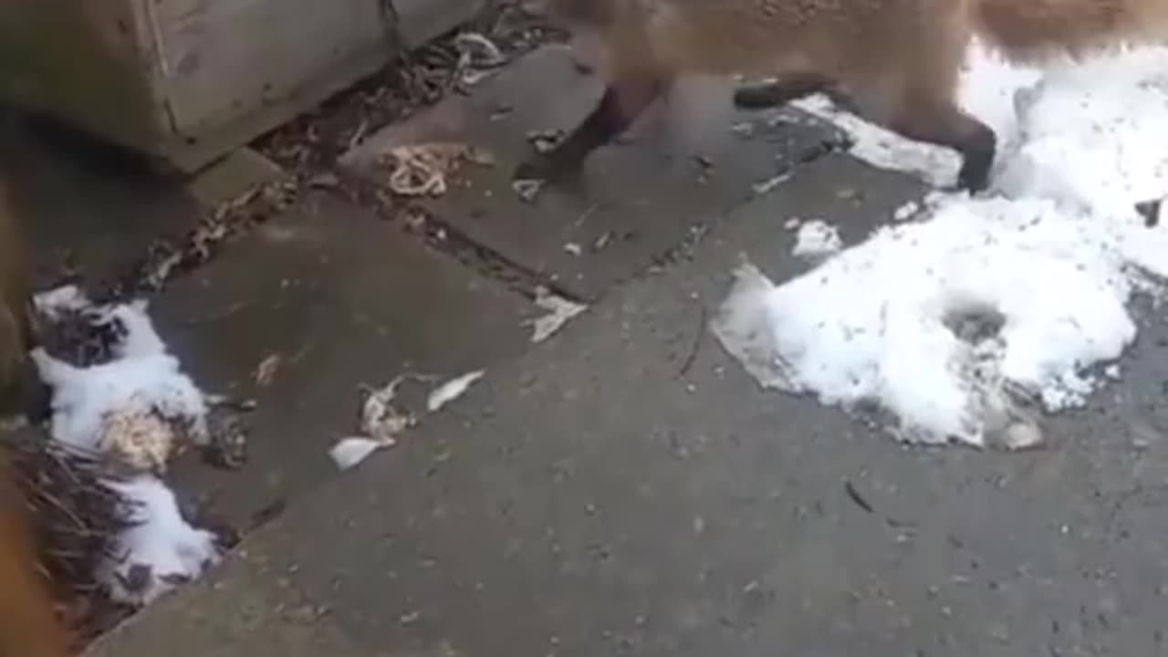 Wild fox try to attacks a Baby Dog