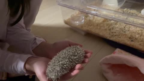 Playing with hedgehogs