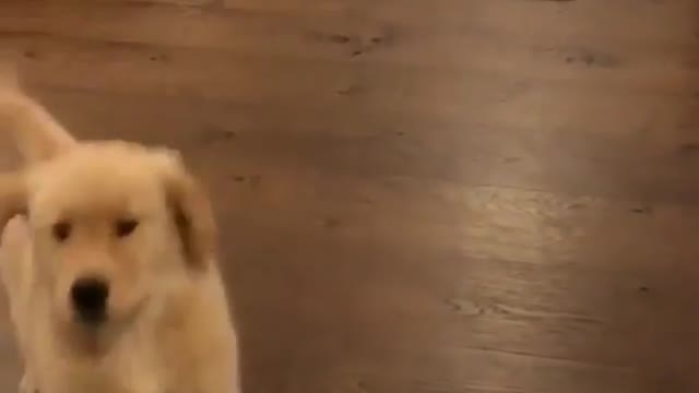 Play with it for a while with toys