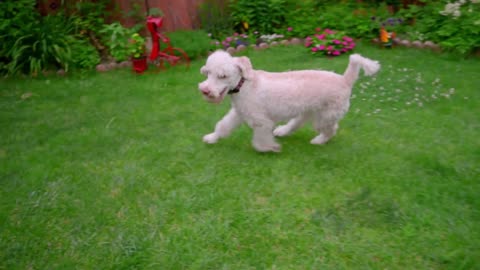 white dog playing with owner poodle dog running with ball in mouth