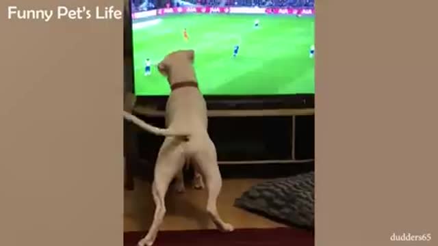 Can You Watch These Dogs Without Laughing Try it ! Funniest Dog