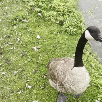 Geese in lines in lake