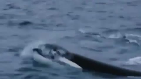 Orca Killer Whale