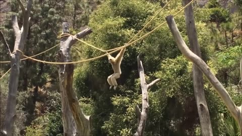 Monkey Business: Funniest Jungle Pranks & Playful Antics!