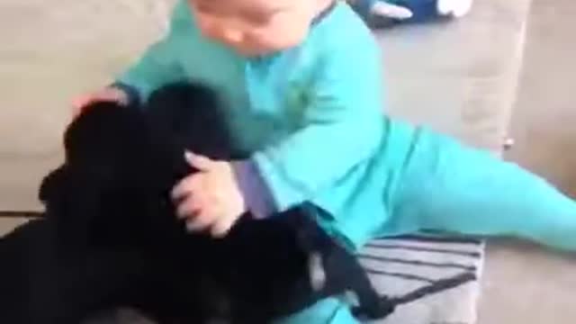 A baby playing with puppies