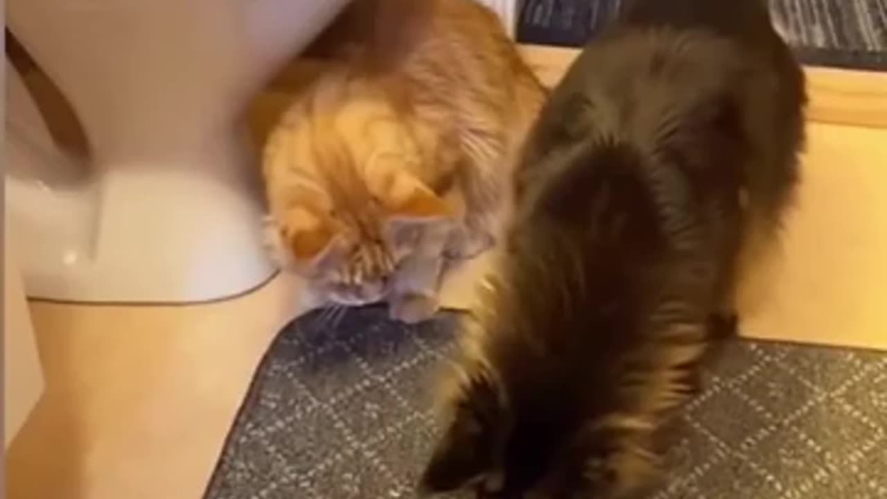 "Epic Cat Fails & Hilarious Moments That Will Make You LOL!" 🐱🤣