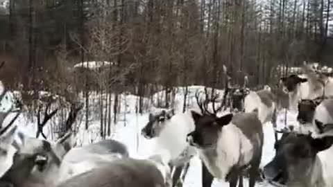 Rain Deer IN The Snow.