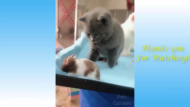 Compilation cats and dogs movie
