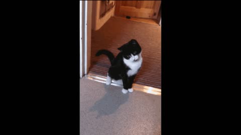 Gif video of cat scare