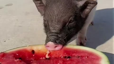 Bajie carries his wife to eat watermelon 🍉