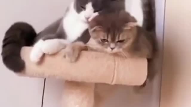 Lovely Cat, black cat, cats, funny cats, funny cat videos - 0011