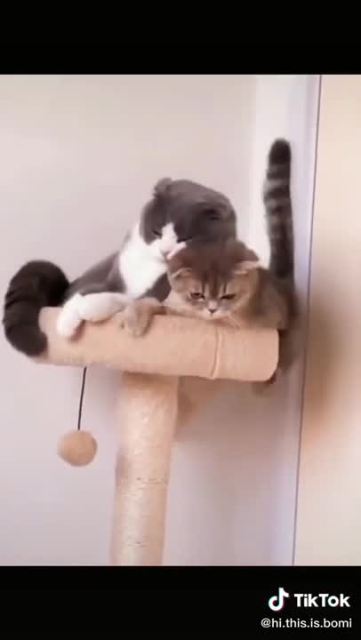 Lovely Cat, black cat, cats, funny cats, funny cat videos - 0011