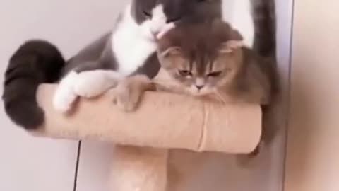 Lovely Cat, black cat, cats, funny cats, funny cat videos - 0011