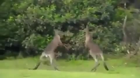 Fiercest Kangaroo UFC Fight, Brutal Knockout