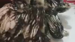 Beautiful chicken chicks