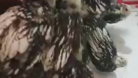 Beautiful chicken chicks