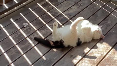 Kitten Sunbathing on His Catio