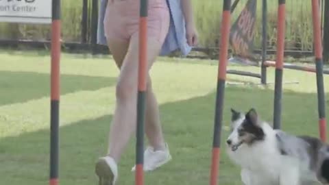 Dog funny videos for free