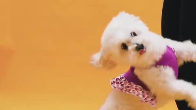 Cute dog video