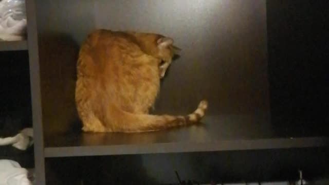 the cat is looking for an entrance to the Narnia
