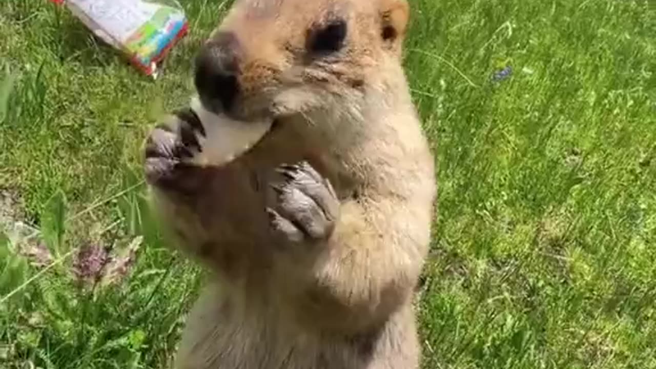 He's so funny video animals