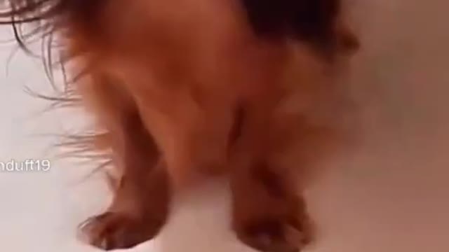 Funny Animals Compilation, so cute & hilarious, try not to laugh!