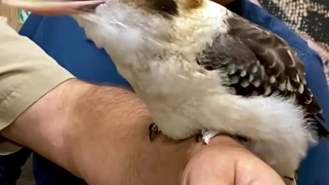 Kookaburra are so amazing at singing