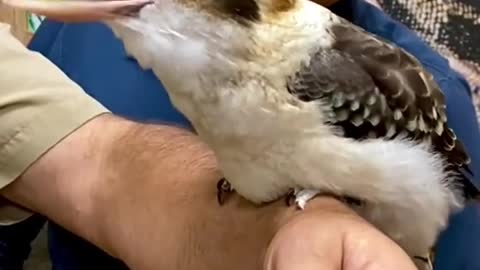 Kookaburra are so amazing at singing