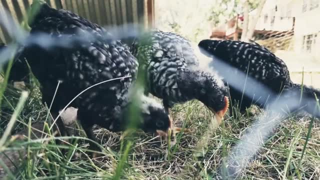 Chicks coming out of their compartment