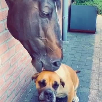 The love between a horse and a dog.