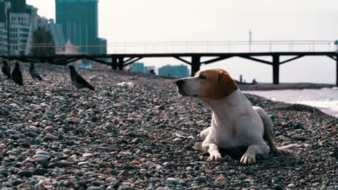 Dog laying on a stone beach