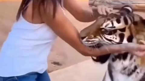 Wild animals are not pets.. woman almost eaten by 🐅